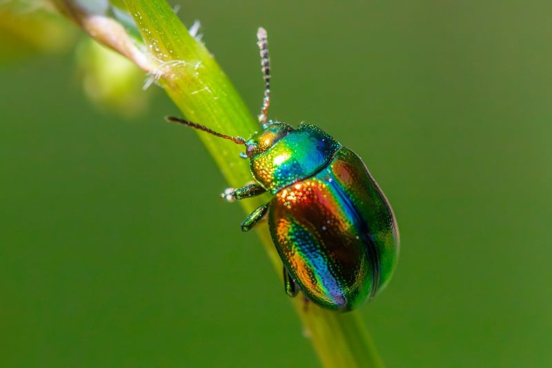 Natural Pest Control