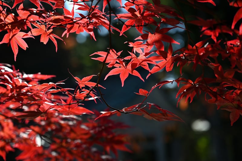 Fall Season