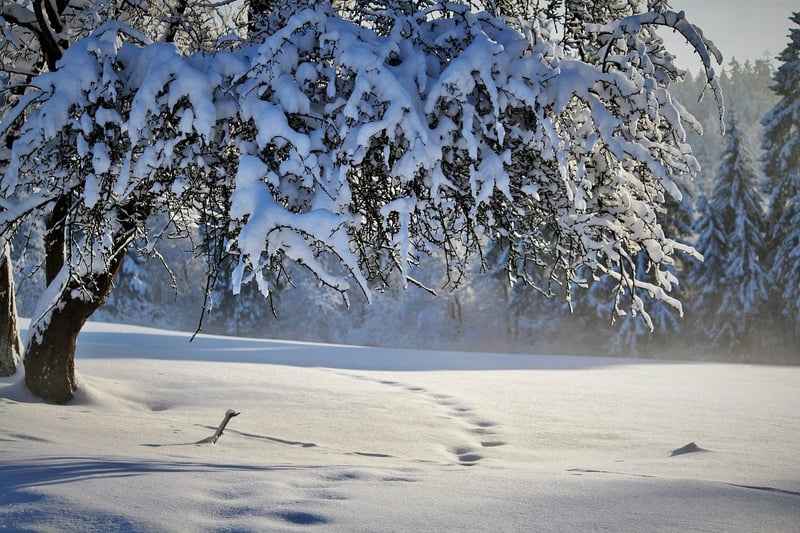 Winter Landscape